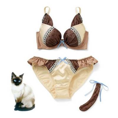 今晚的战斗服你选性感英短or甜美暹罗?猫咪内衣